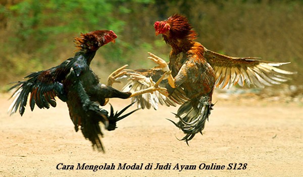 Cara Mengolah Modal di Judi Ayam Online S128